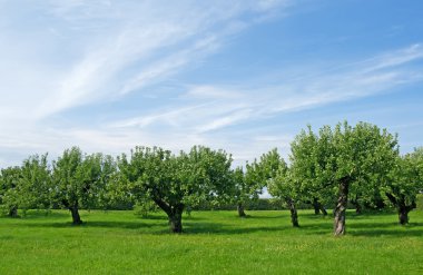 Apple tree orchard