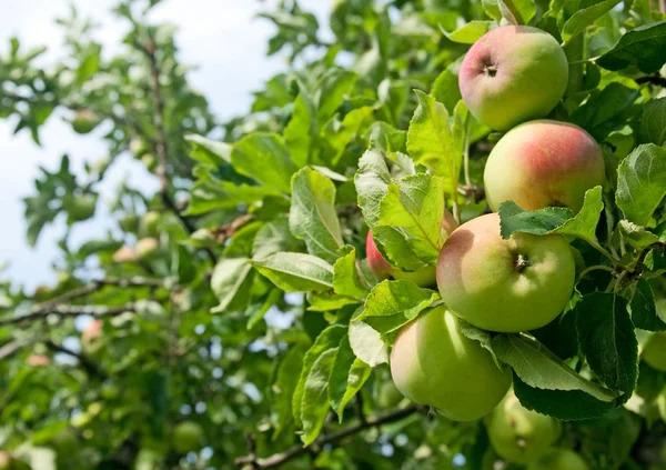 Äpfel auf einem Baum — Stockfoto