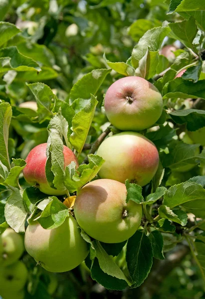 枝にりんご — ストック写真