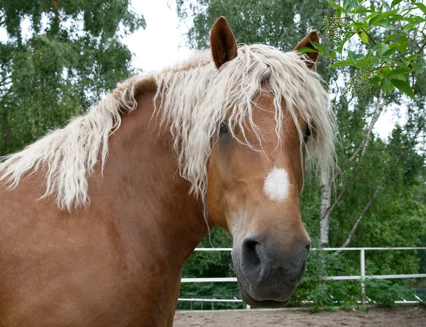 Retrato de um cavalo pesado — Fotografia de Stock