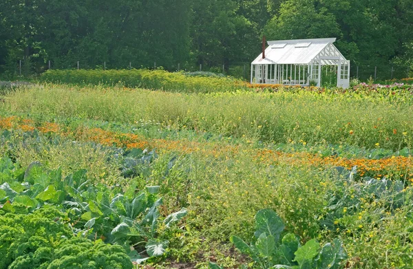 Weinig broeikasgassen in een moestuin — Stockfoto