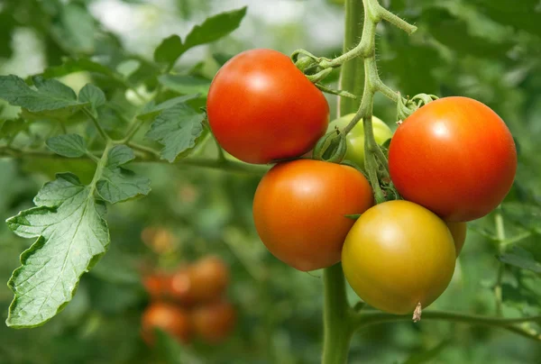 Сочные и свежие помидоры — стоковое фото