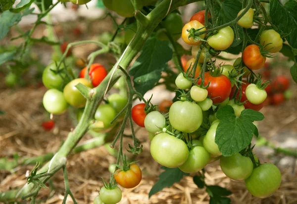 Manojos de tomates maduros —  Fotos de Stock