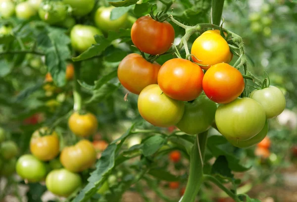 Пучки помидоров в теплице — стоковое фото