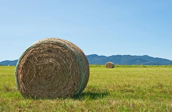 Bale of hay in the summer field — Stock Photo, Image
