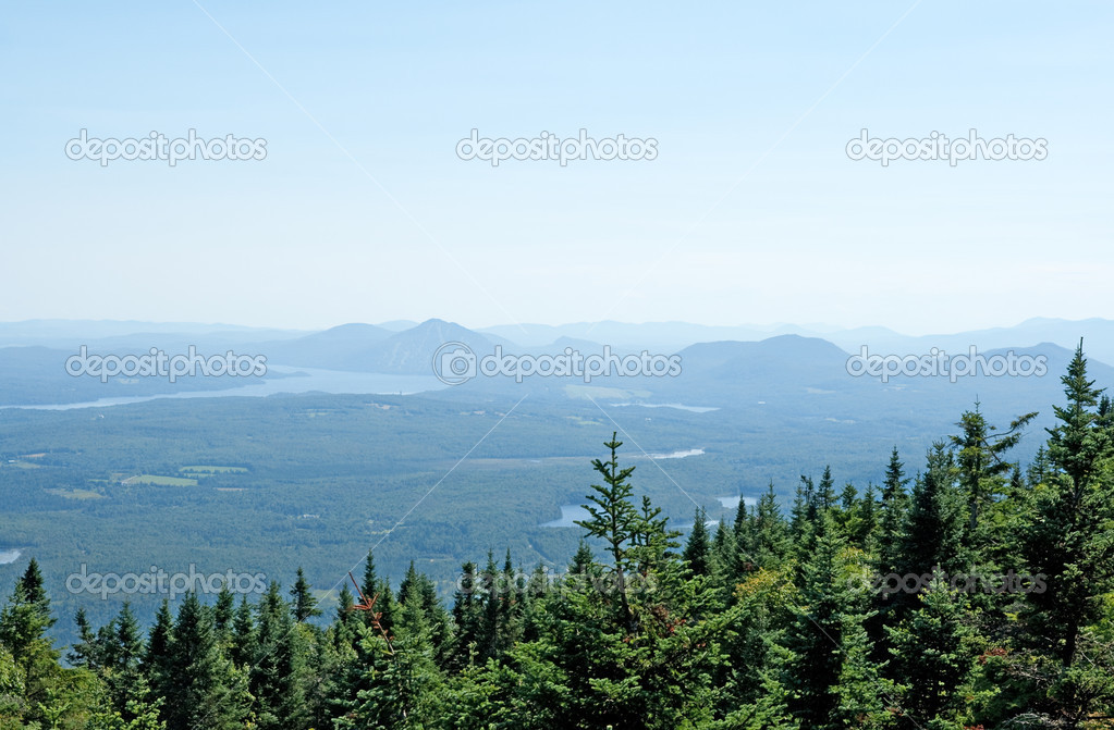 Spruce forest and misty mountains