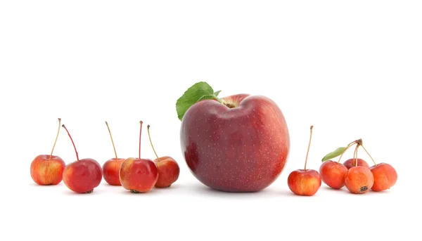 Manzanas grandes y pequeñas sobre fondo blanco — Foto de Stock