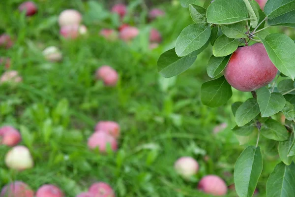 Maturi la mela su un ramo tra foglie verdi — Foto Stock