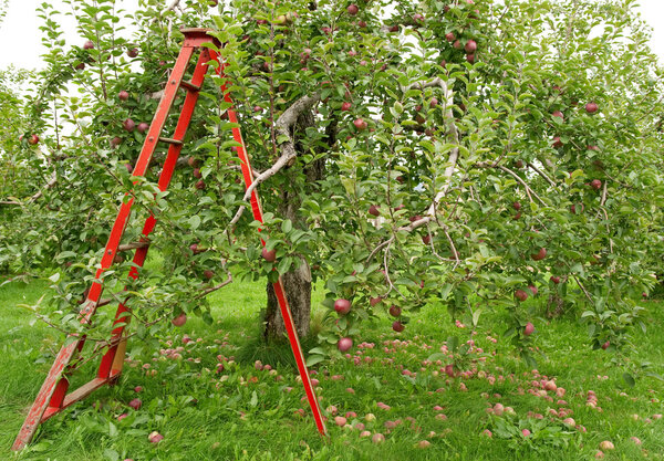 Orchard with ladder to pick up apples