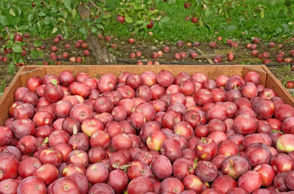 Čerstvě vybral červená jablka v přepravka — Stock fotografie