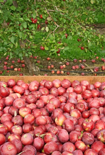 Nyplockade röda äpplen i en trälåda — Stockfoto