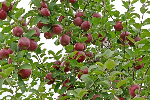 Manzanas rojas maduras en un árbol — Foto de Stock