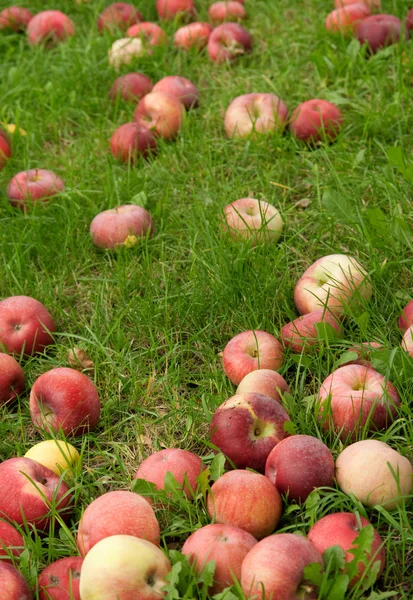 Umgestürzte Äpfel im grünen Gras — Stockfoto