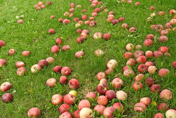Fallen red apples in green grass — Stock Photo, Image