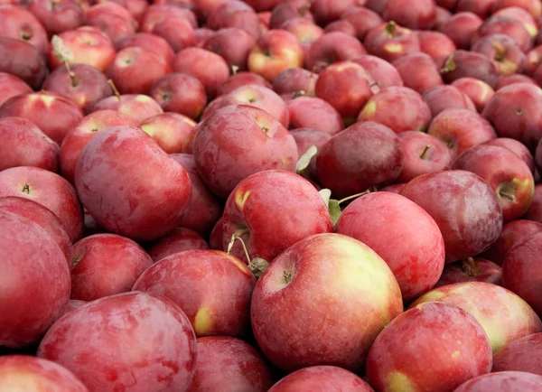 Många nyplockade röda äpplen — Stockfoto