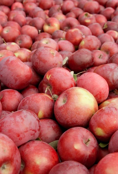 Freshly picked red apples — Stock Photo, Image