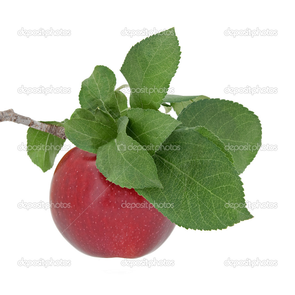 Red apple with leaves on a branch