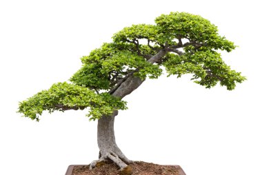beyaz zemin üzerine yeşil bonsai ağacı