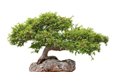 kayanın üzerinde büyüyen yeşil bonsai ağacı