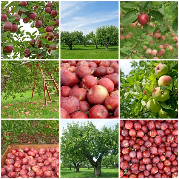 Stagione delle mele — Foto Stock