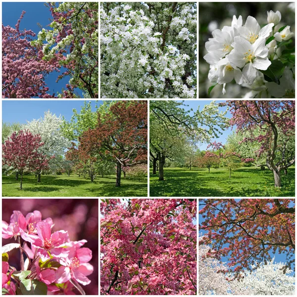 Bloeiende tuin in het voorjaar van — Stockfoto