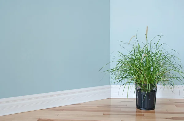 Grüne Graspflanze schmückt einen Raum — Stockfoto