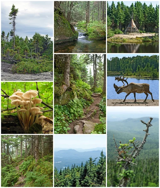 Summer beauty of Canadian forests — Stock Image Summer beauty of Canadian forests Royalty Free Stock Photos