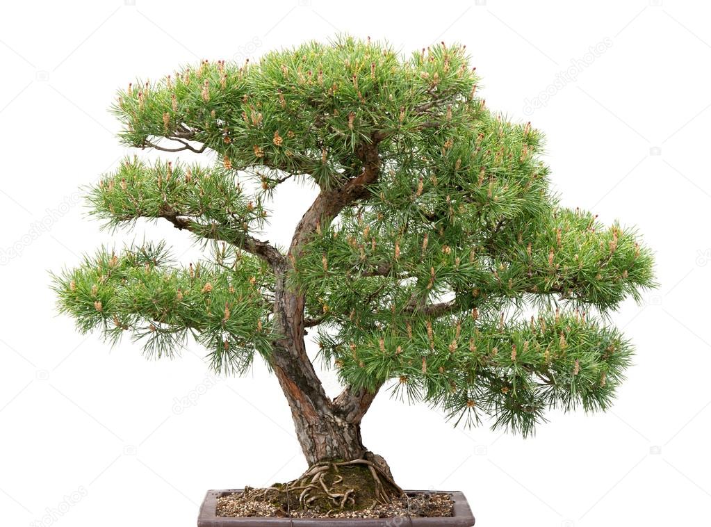 Bonsai, pine tree on white background