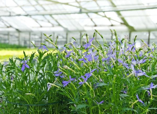 Blue flowers in a greenhouse — Stock Photo, Image