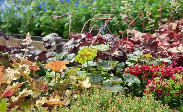 Colorido jardim de verão — Fotografia de Stock