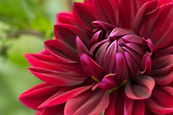 Bloeiende rode dahlia — Stockfoto