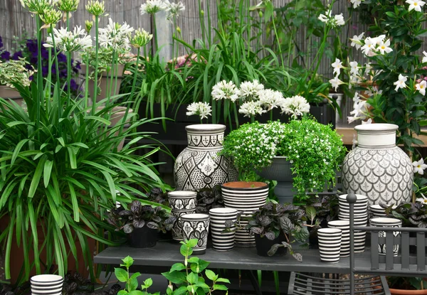 Piękne rośliny i ceramiki w kwiaciarni — Zdjęcie stockowe