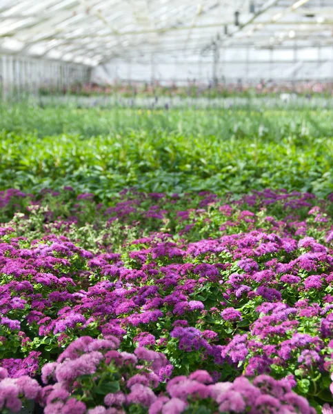 Purple flowers blooming in a greenhouse — Stock Photo, Image