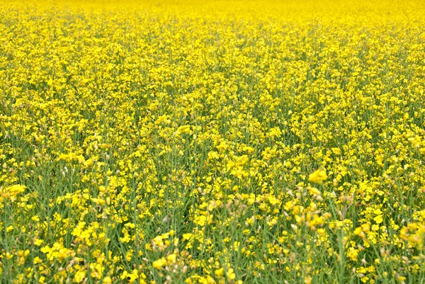 Sommar bakgrund. blommande gul äng. — Stockfoto