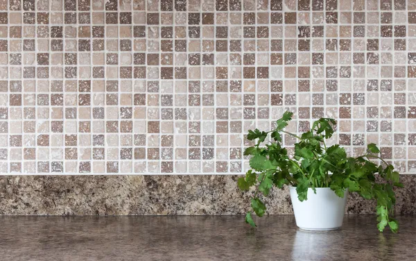 Groene kruiden op keuken countertop — Stockfoto