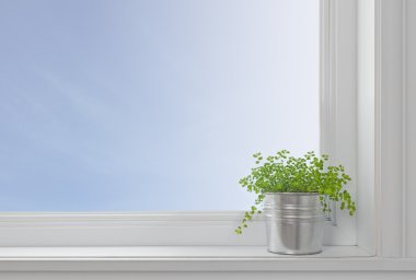 modern ev pencere pervazına üzerinde yeşil bitki