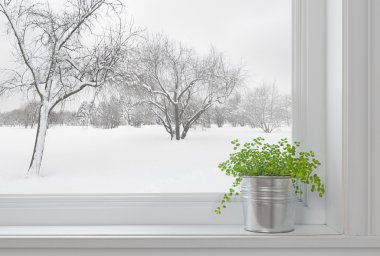 Winter landscape seen through the window, and green plant