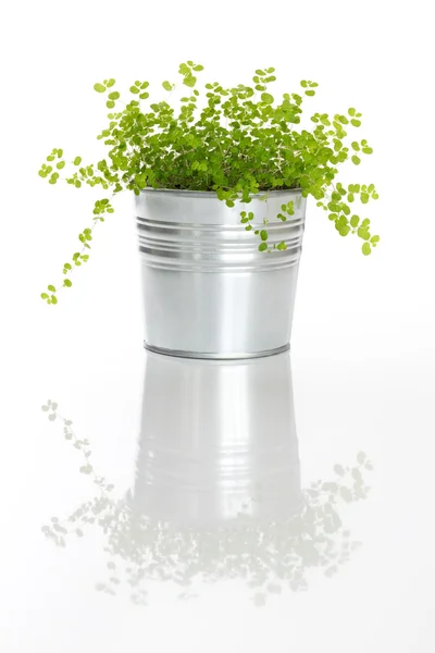 Pianta verde con riflessione — Foto Stock