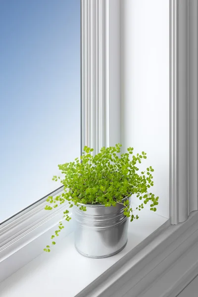 Zöld növény egy ablakpárkányon — Stock Fotó