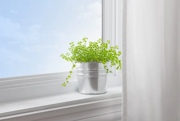 Plante verte dans une maison moderne — Photo