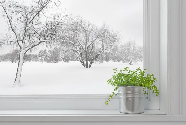 Paysage hivernal vu par la fenêtre, et plante verte — Photo