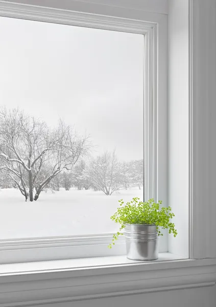 Zielonych roślin i zimowy krajobraz widać przez okno — Zdjęcie stockowe