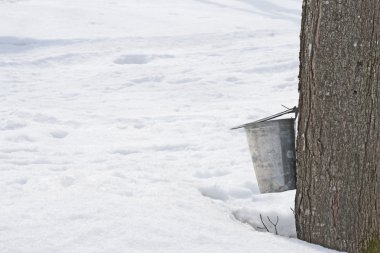 bir ağaca bağlı akçaağaç sap toplama kovası
