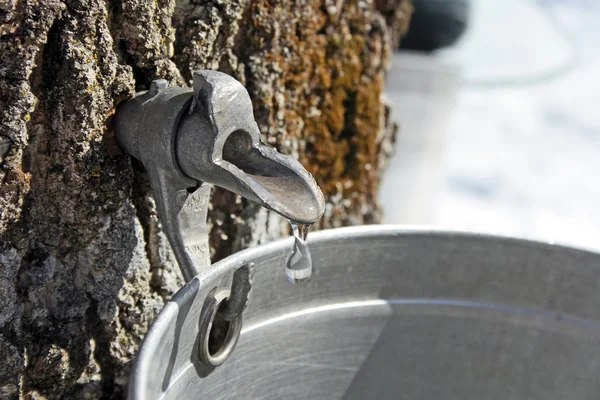 Collecting sap to produce maple syrup — Stock Photo, Image