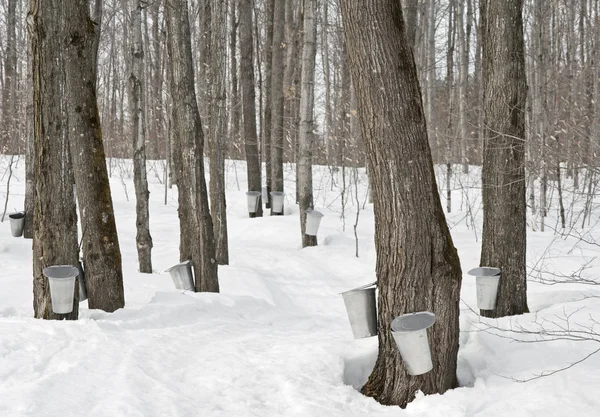 Traditional maple syrup production — Stock Photo, Image