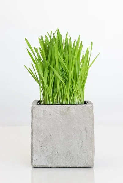 Wheatgrass growing in concrete pot — Stock Photo, Image