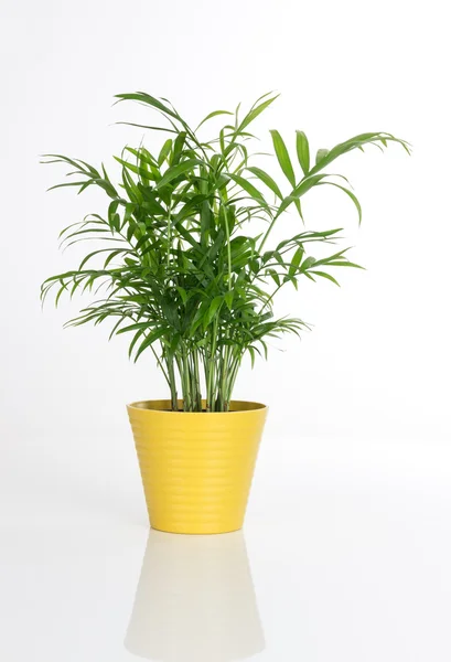 Mooie plant in een gele pot — Stockfoto