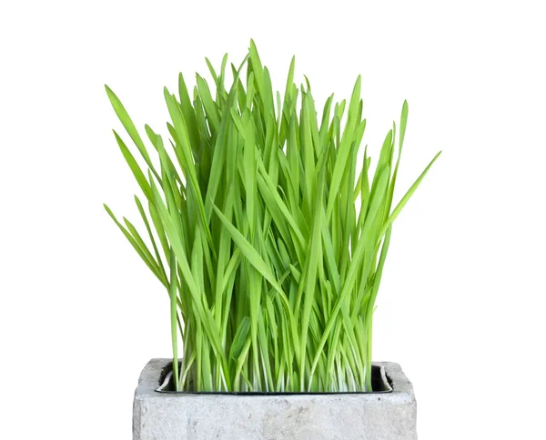 Frisches Weizengras im quadratischen Topf — Stockfoto