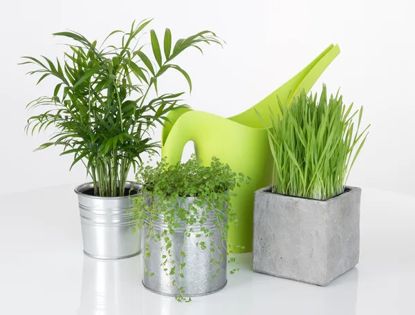 Plantas bonitas e regador verde pode — Fotografia de Stock