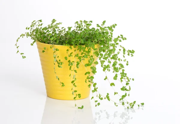 Planta verde em vaso amarelo — Fotografia de Stock